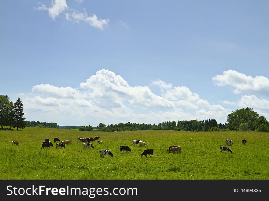 Cows in the meadow, summer landscape