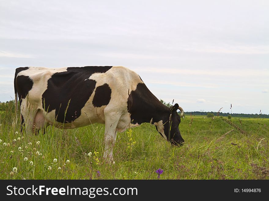 Cow eats grass on green meadow