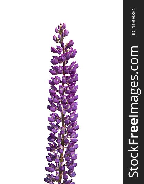 Lupine isolated on a white