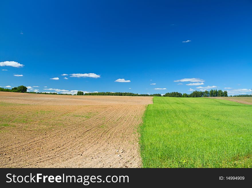 Field as seed and tillage, blue sky