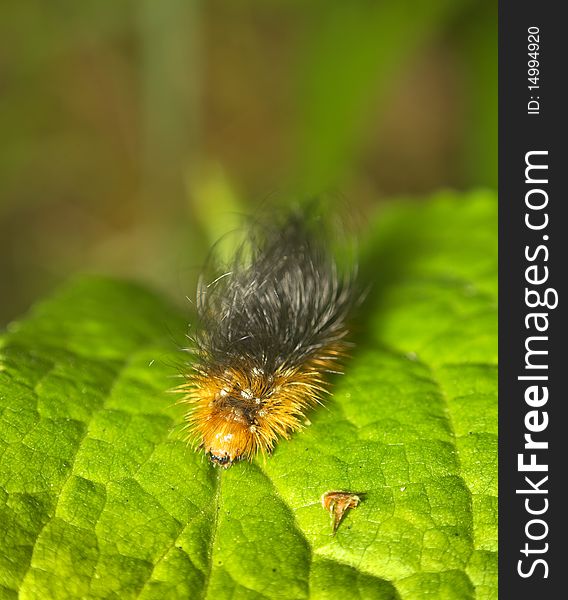 Caterpillar On Green Leaf