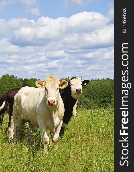 Cows in the green meadow. Cows in the green meadow