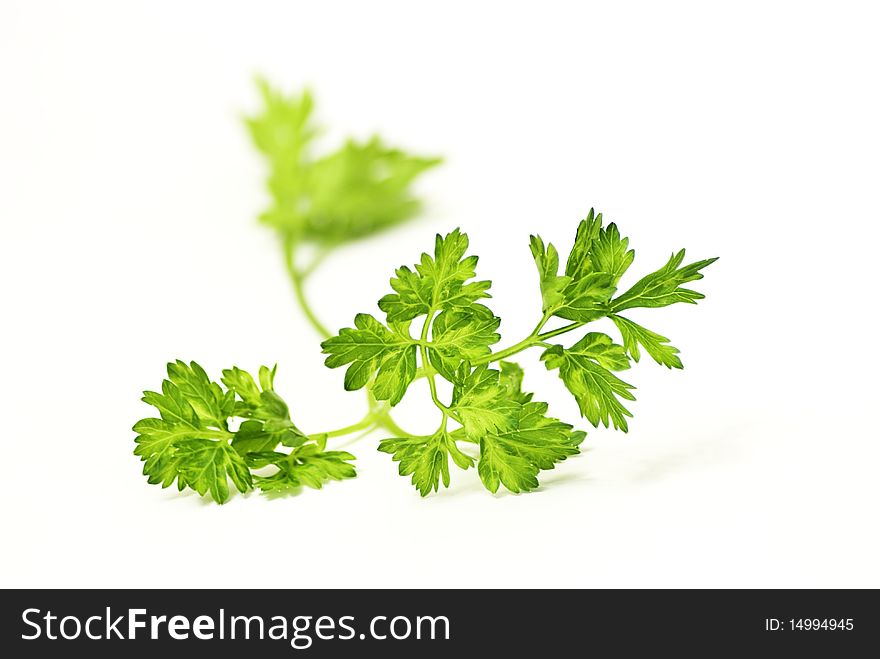Presentation of a sprig of parsley on a white background.