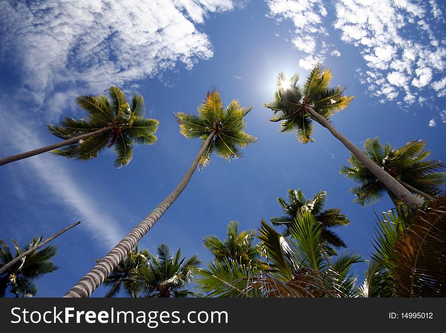 Palm trees on the Togean Islands in Indonesia