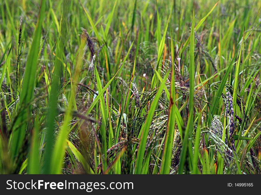 Rice padi fields in Indonesia