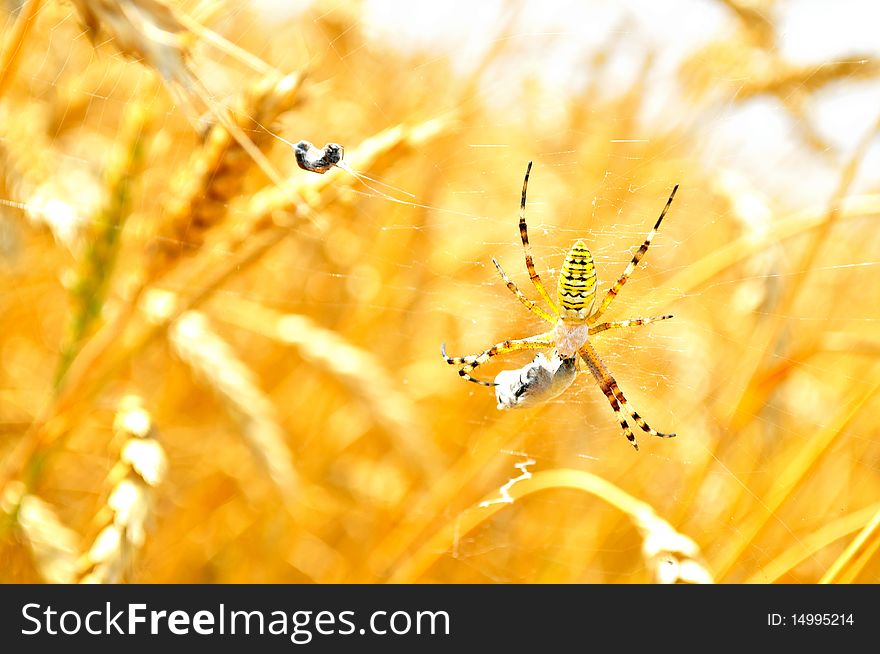 Poisonous spider eats its prey, the wheat field