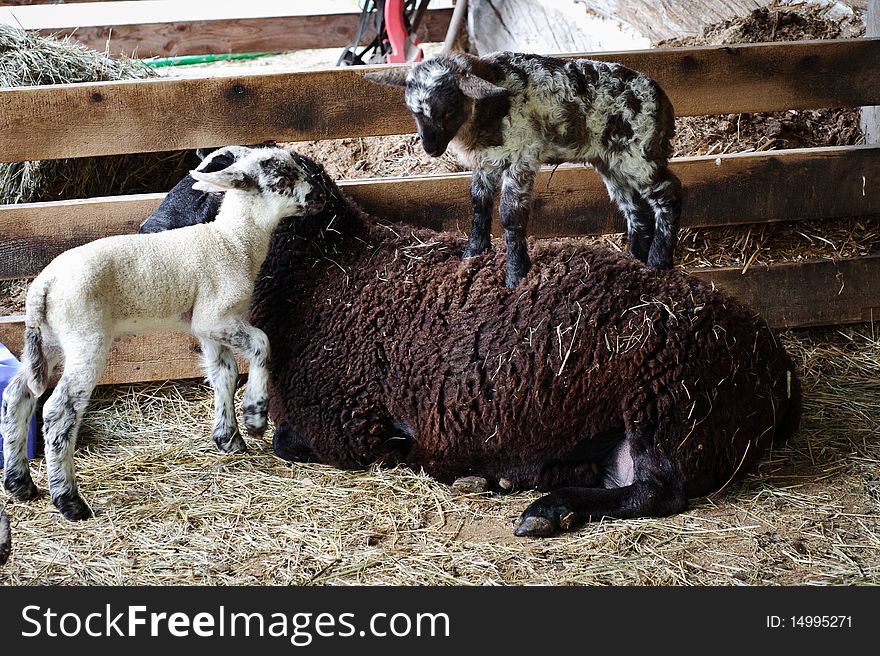 Week-old lambs playing on their mother.