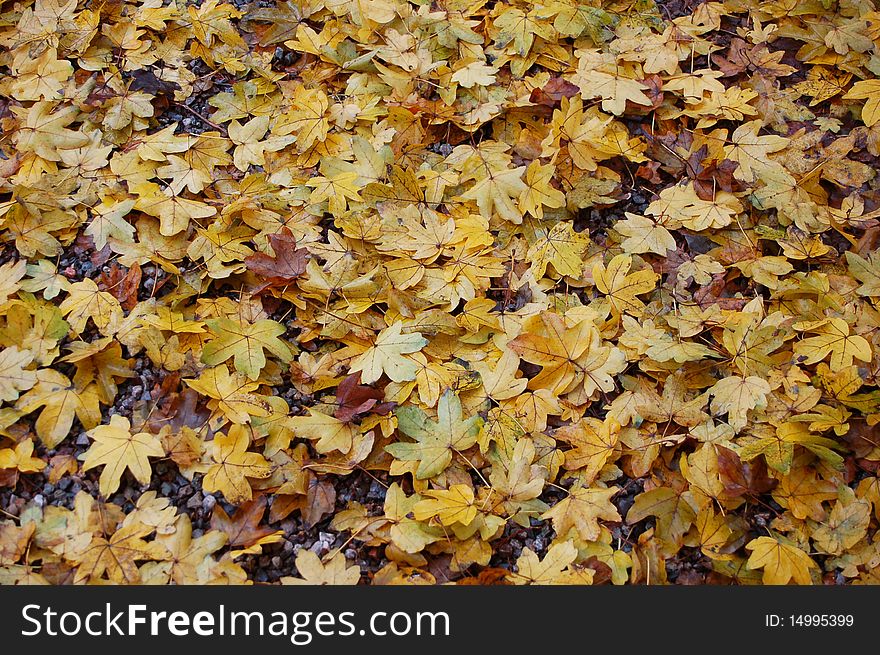 Colorful autumn leafs - background, texture