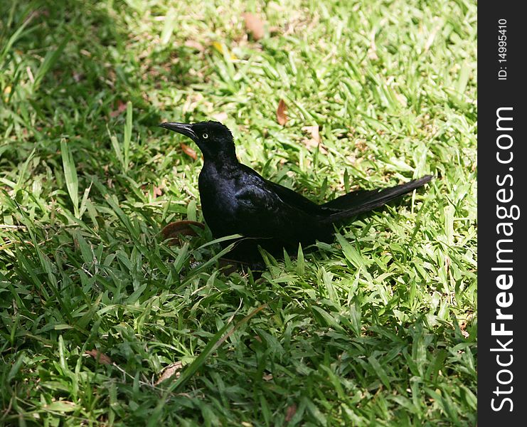 Great-tailed Grackle