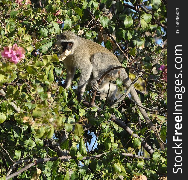 Velvet Monkey retreats to a tree after steeling a bread roll