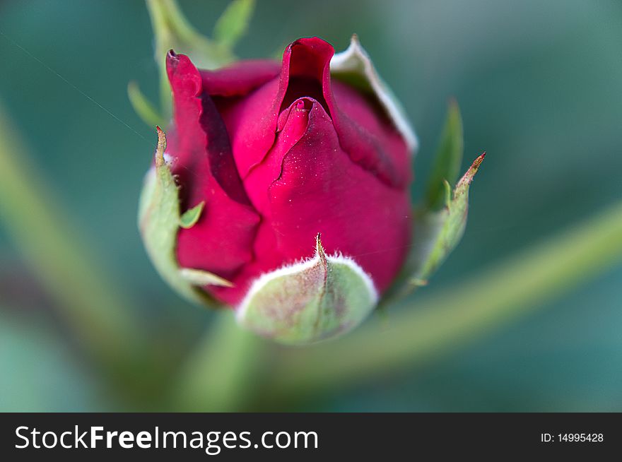 A closeup of bunch of red rose
