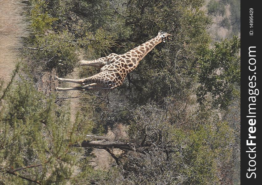 Giraffe grazing in South Africa