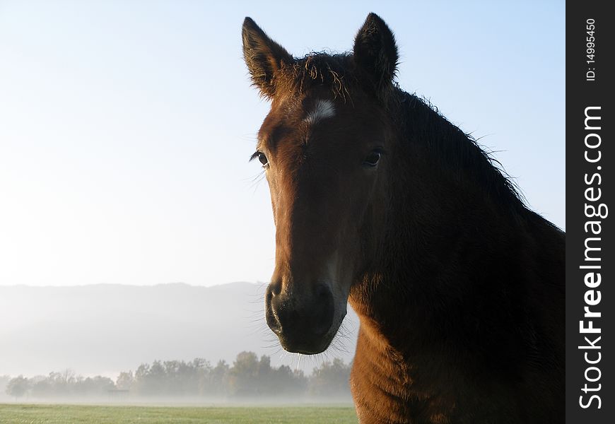 Horse portrait early in the morning