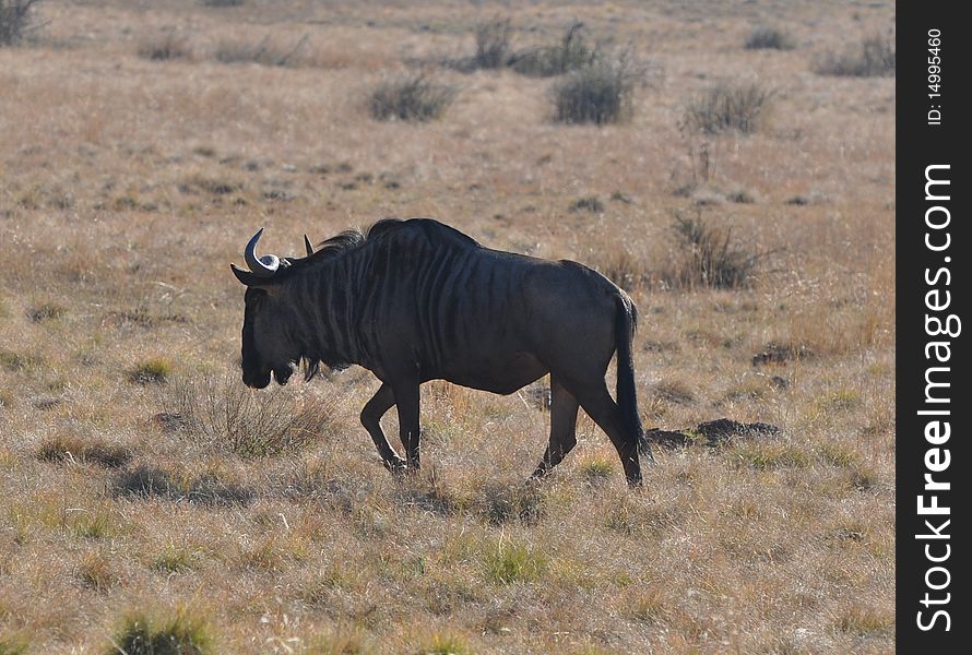 Wildebeast grazing in South Africa