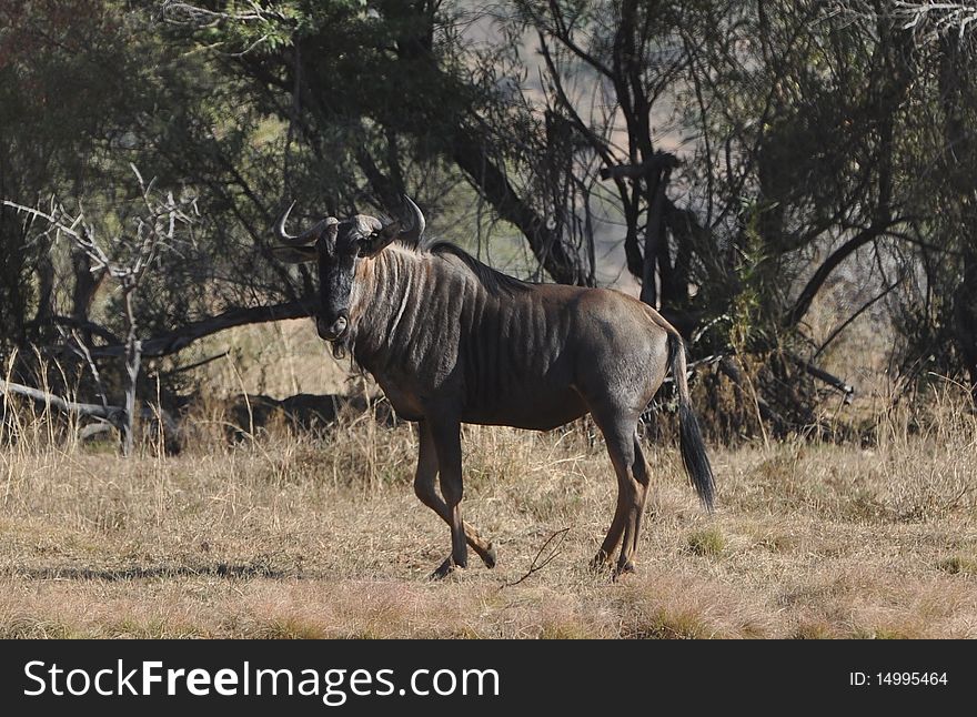 Wildebeast grazing in South Africa