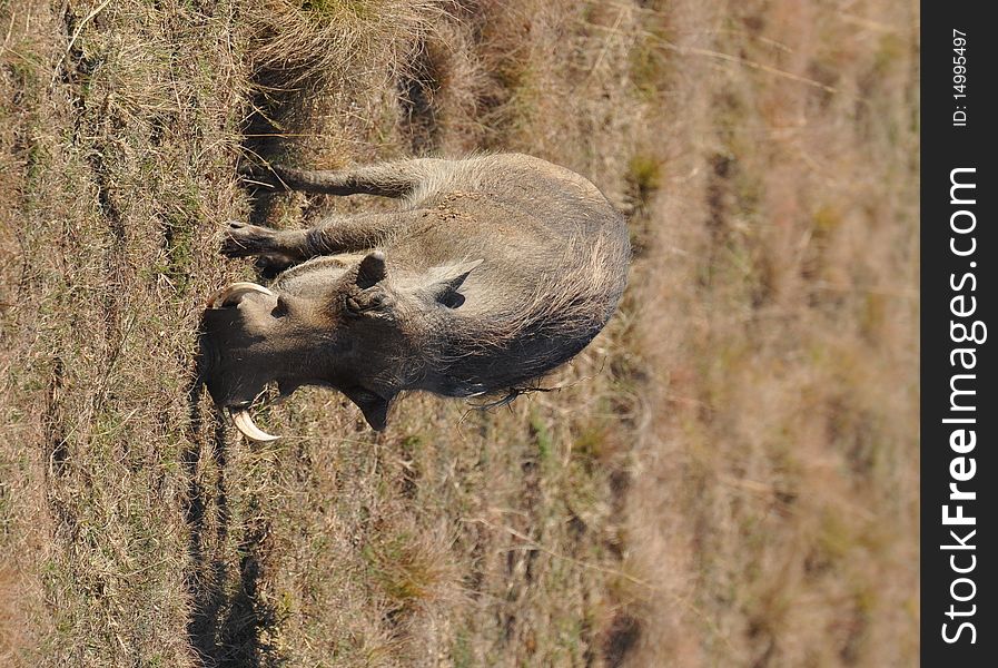 Warthog grazing in South Africa