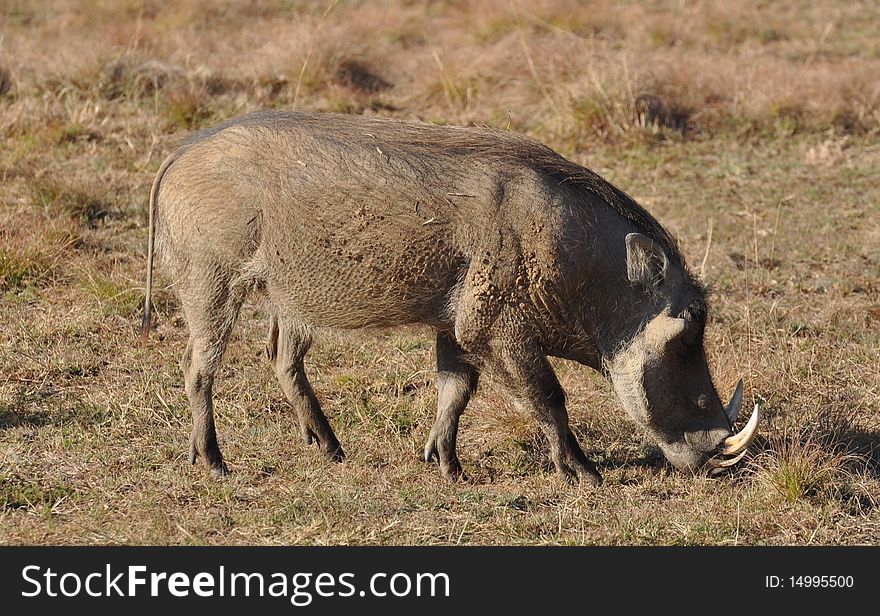 Warthog grazing in South Africa