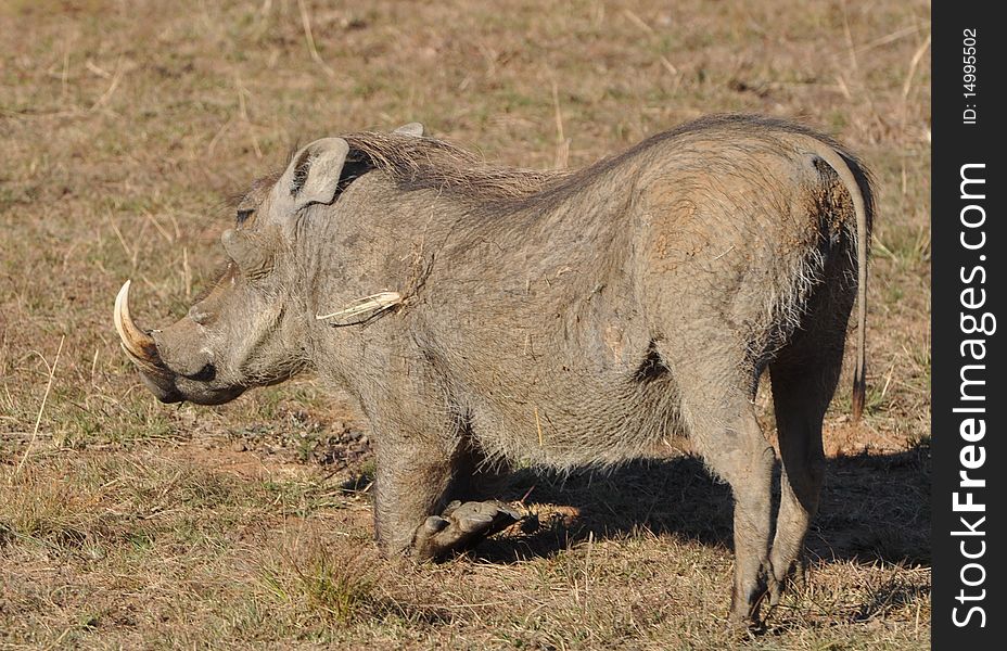 Warthog grazing in South Africa