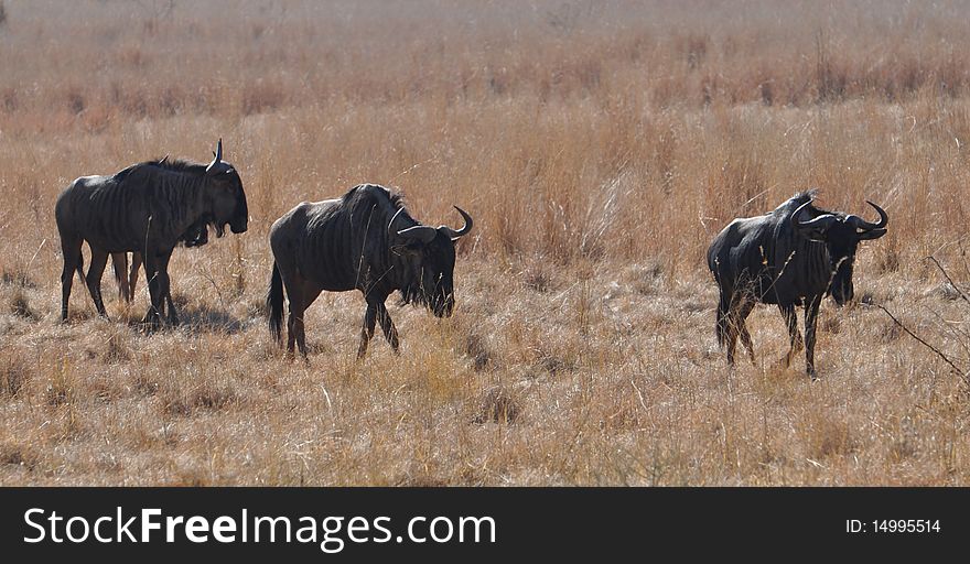 Wildebeast grazing in South Africa