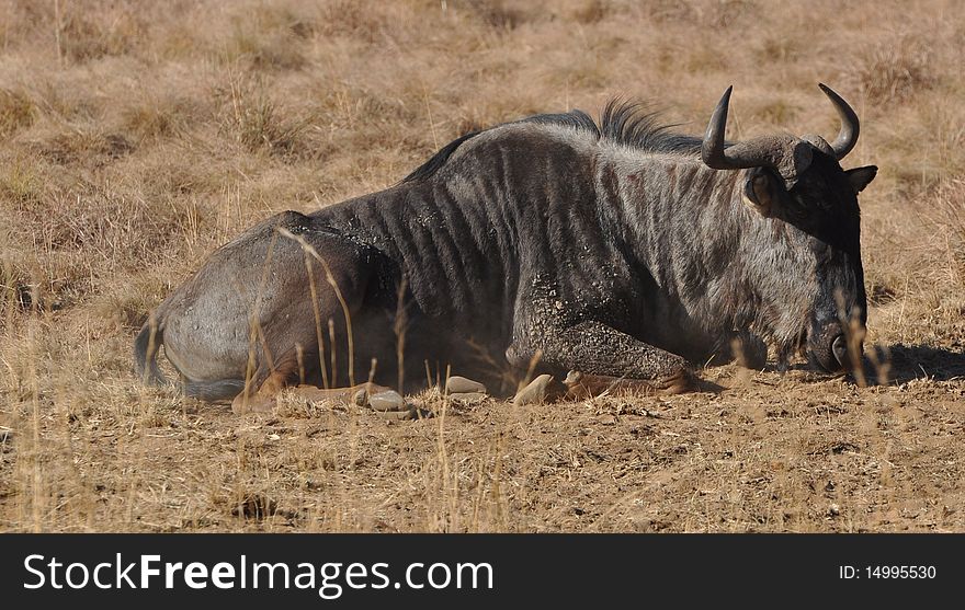 Wildebeast grazing in South Africa