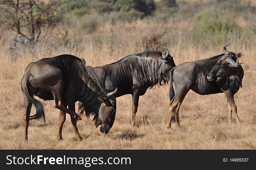 Wildebeast grazing in South Africa