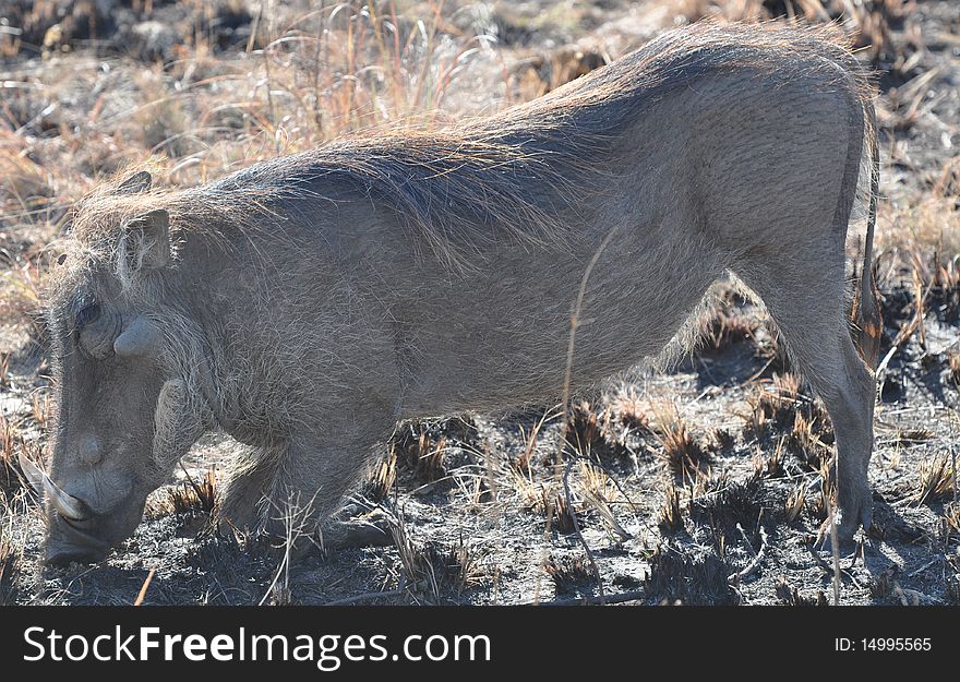 Warthog grazing in South Africa