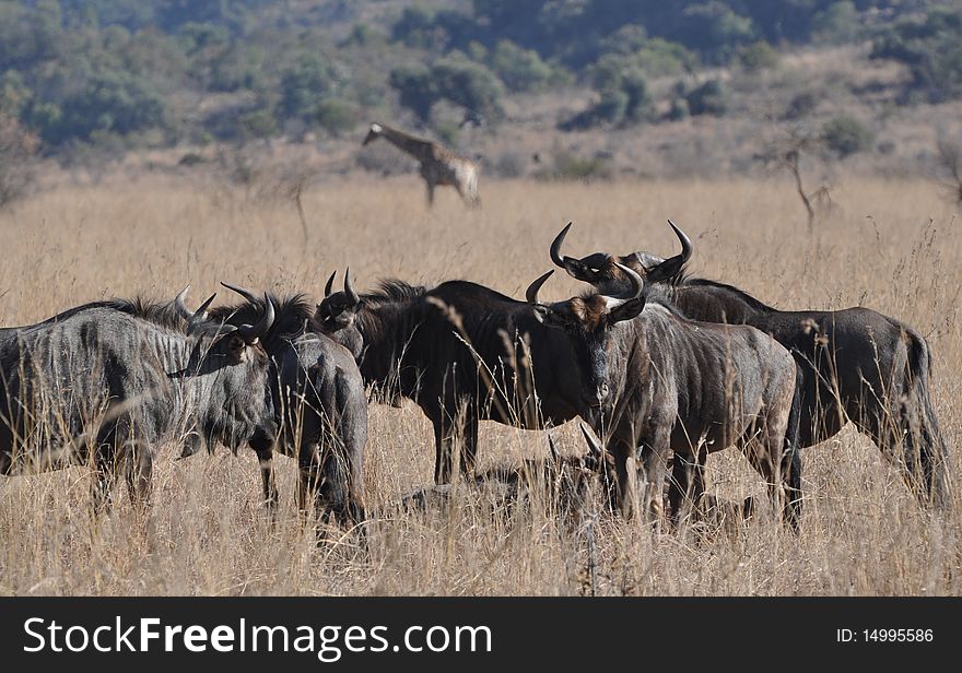 Wildebeast grazing in South Africa
