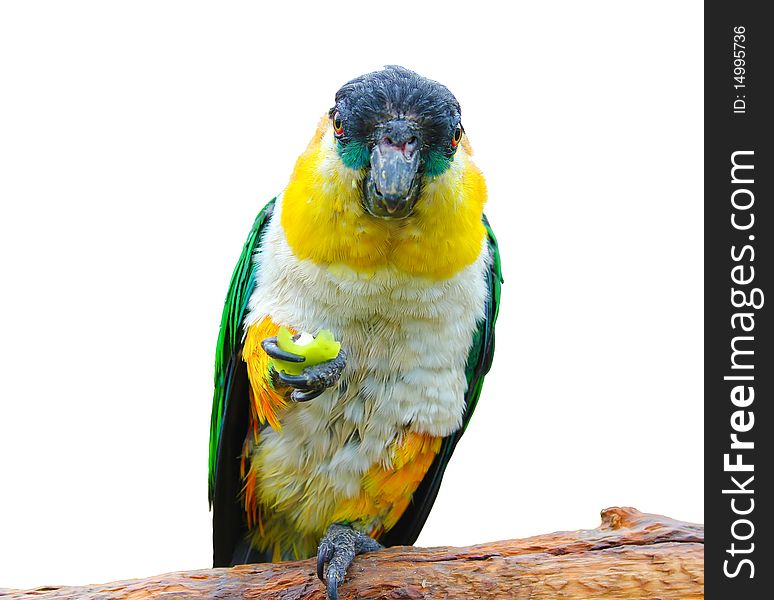 Parrot holding a food
