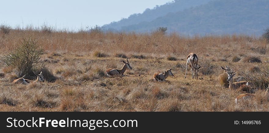 Springbok at rest in South Africa