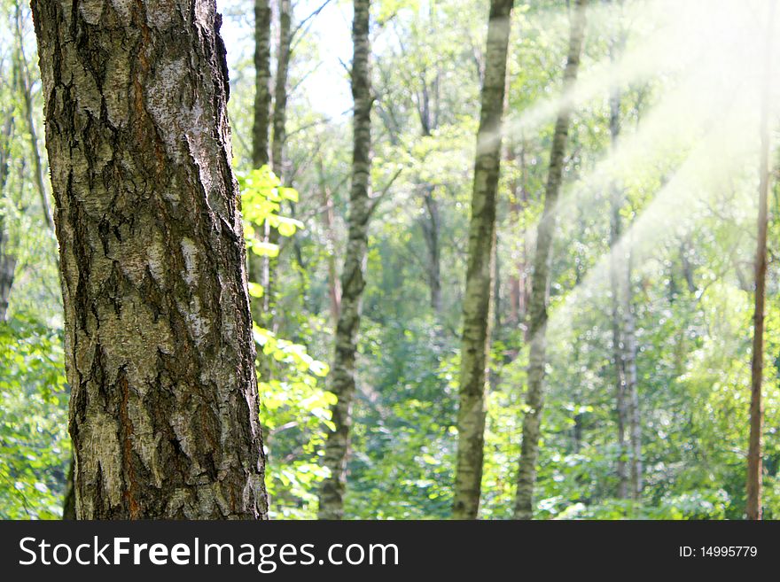 Tree trunk highlighted with sun. Tree trunk highlighted with sun