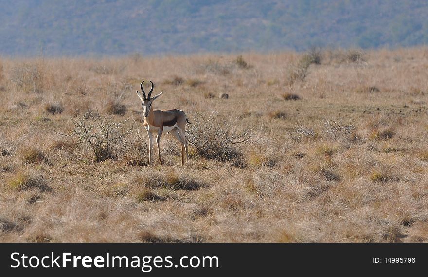 Springbok at rest in South Africa