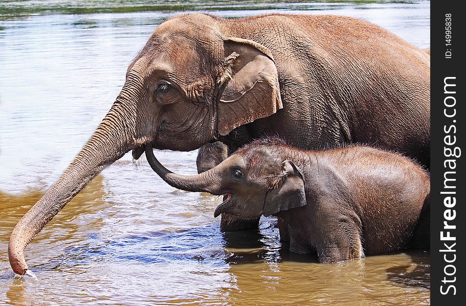 A mother elephant and her baby playing in the water and bathing. A mother elephant and her baby playing in the water and bathing