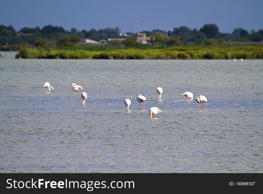 Flamingos in the Camargue natural park in France. Flamingos in the Camargue natural park in France