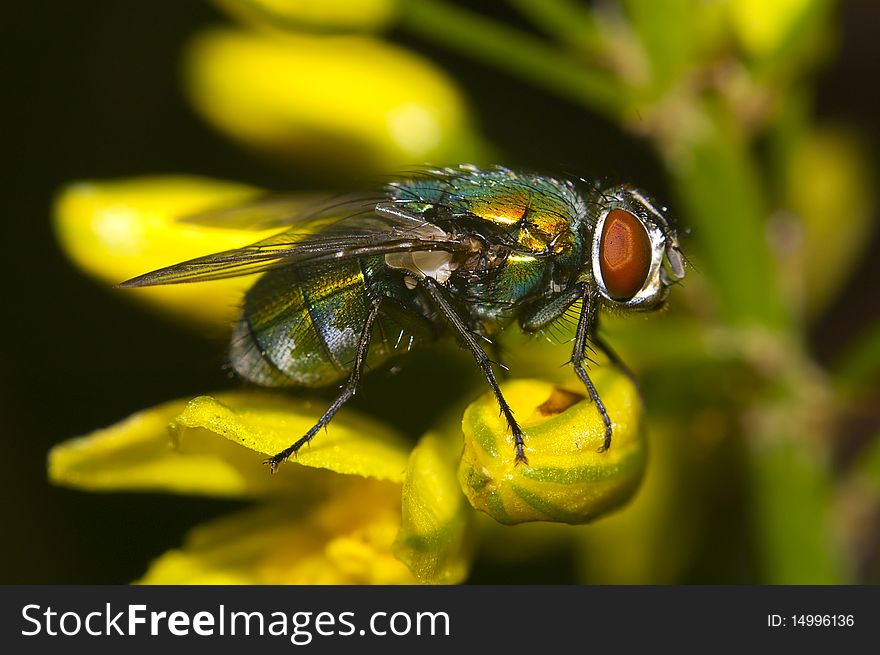 A macro side profile of a common fly sitting on a yelow flower