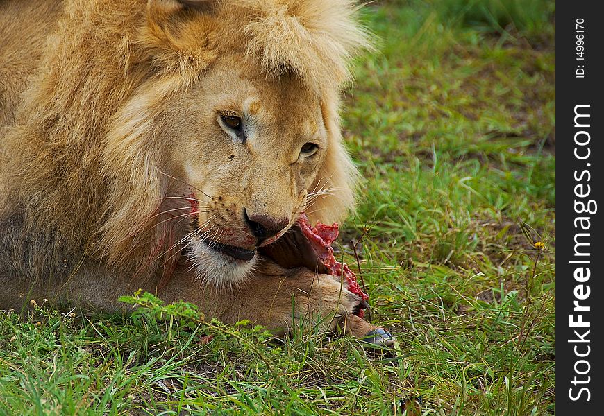 Feeding lion