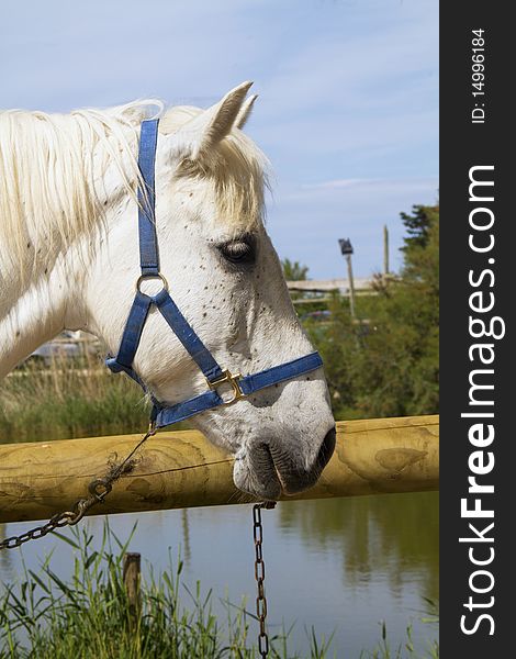 First floor of a horse tied to the fence