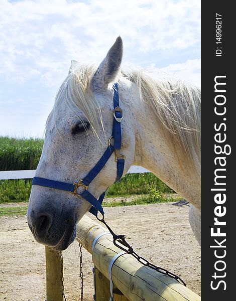 First floor of a horse tied to the fence