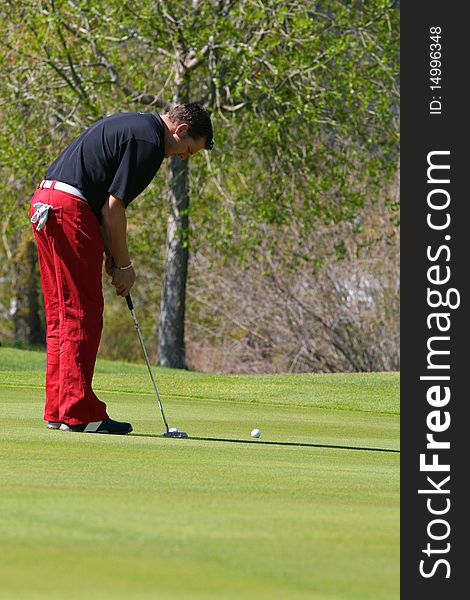 Young male golfer executing a putt on the greens