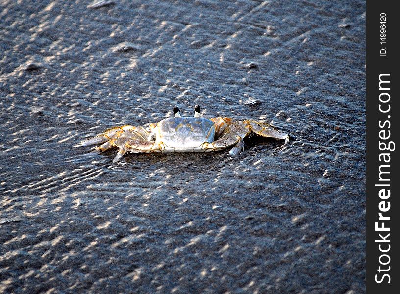 Blue crab going out to sea on a wave. Blue crab going out to sea on a wave