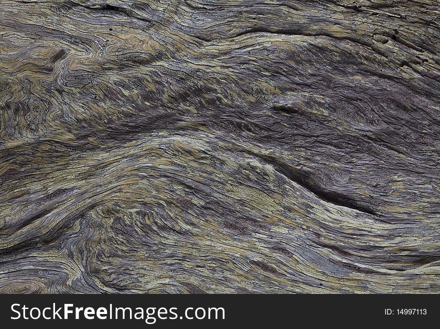 Abstract image of algae coloring tree bark. Abstract image of algae coloring tree bark