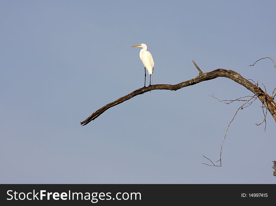 Lonely bird on a lonely branch. Lonely bird on a lonely branch