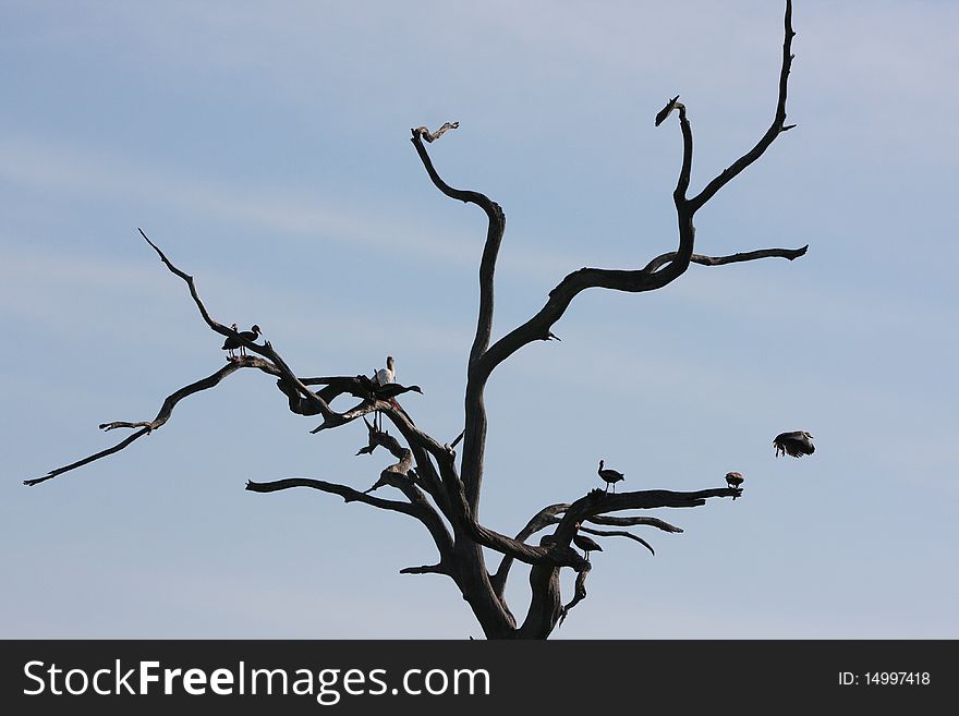 Birds On A Branch Of A Tree