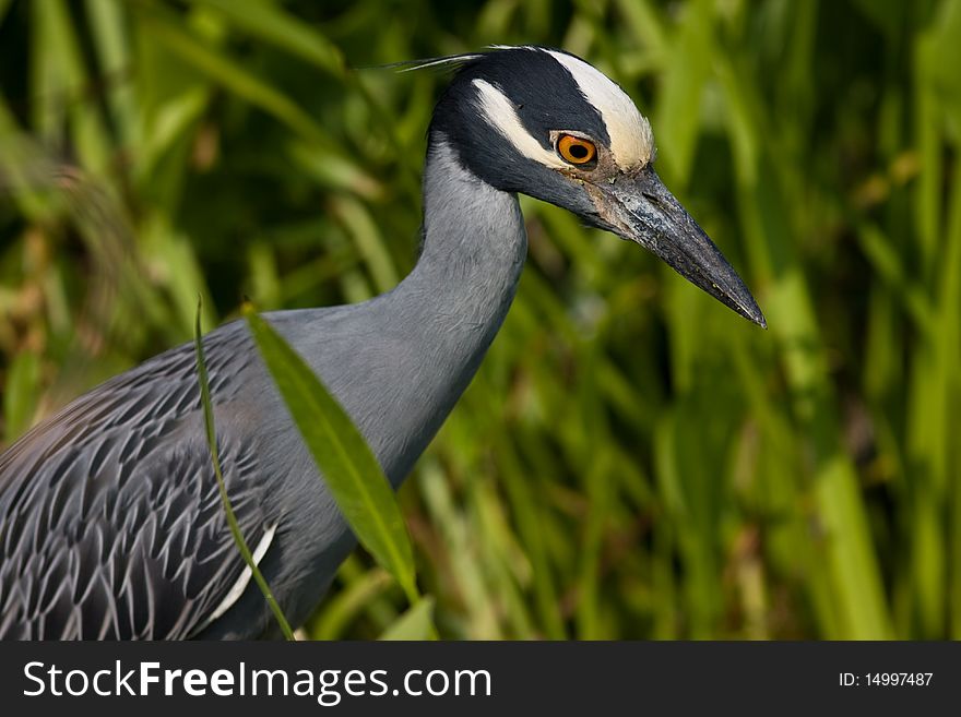 A closeup shot of a Yellow Crowned Night Heron