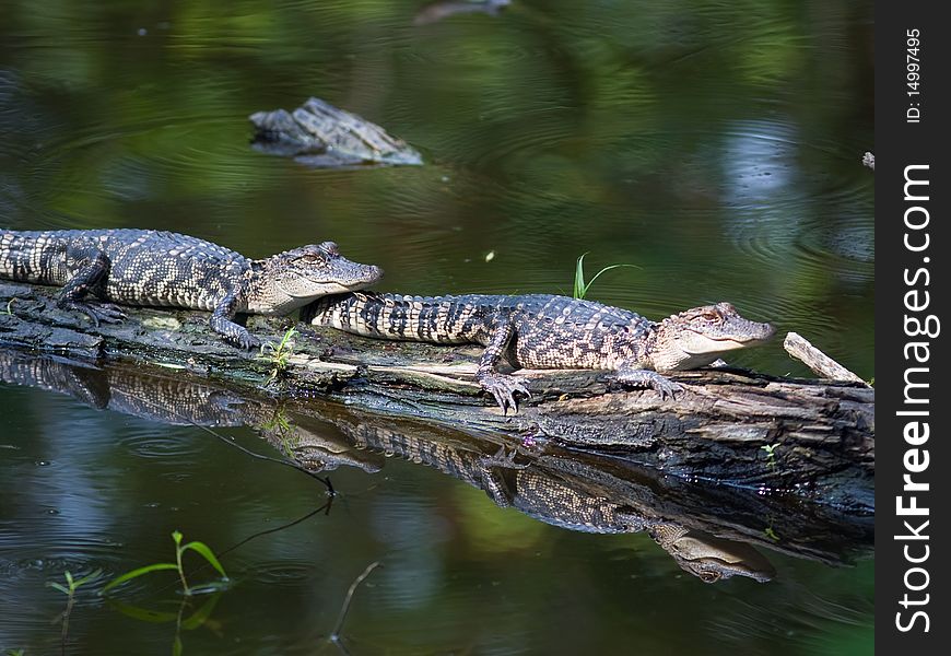 Baby Alligators sunning on a branch