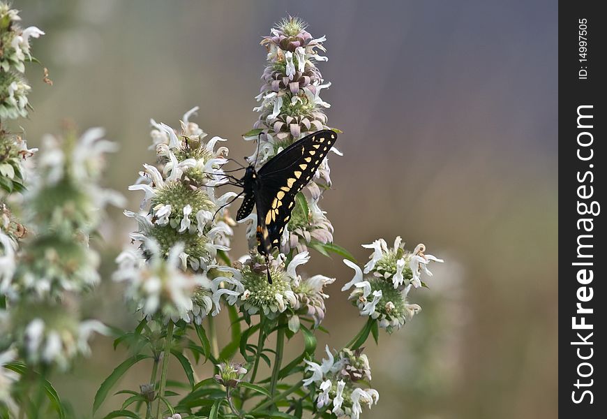 Eastern Tiger Swallowtail female butterfly