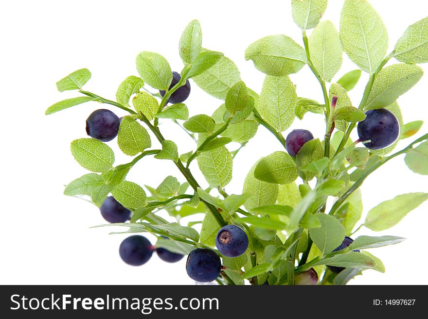 Blueberries