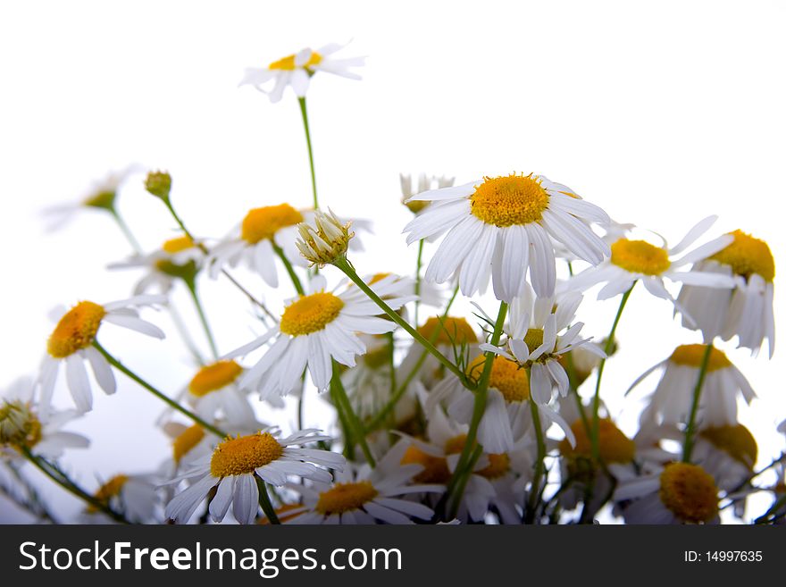 Chamomiles on a white background