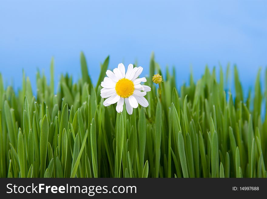 Chamomile and green grass on a blue background