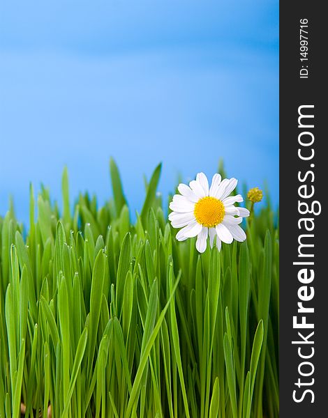 Chamomile and green grass on a blue background