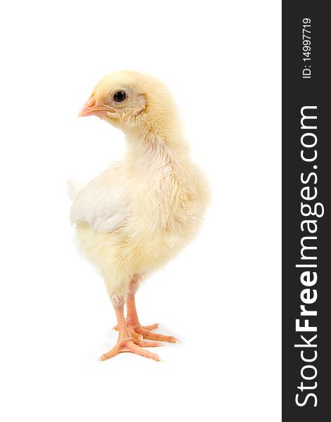 Yellow chicken isolated on a white background